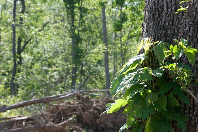 Leaves growing at tree trunk at Blue Sky Ranch, Shannon County, Missouri