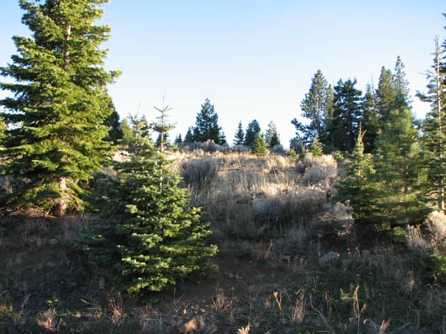 California Pines in Modoc County, California (photo 1 of 11)