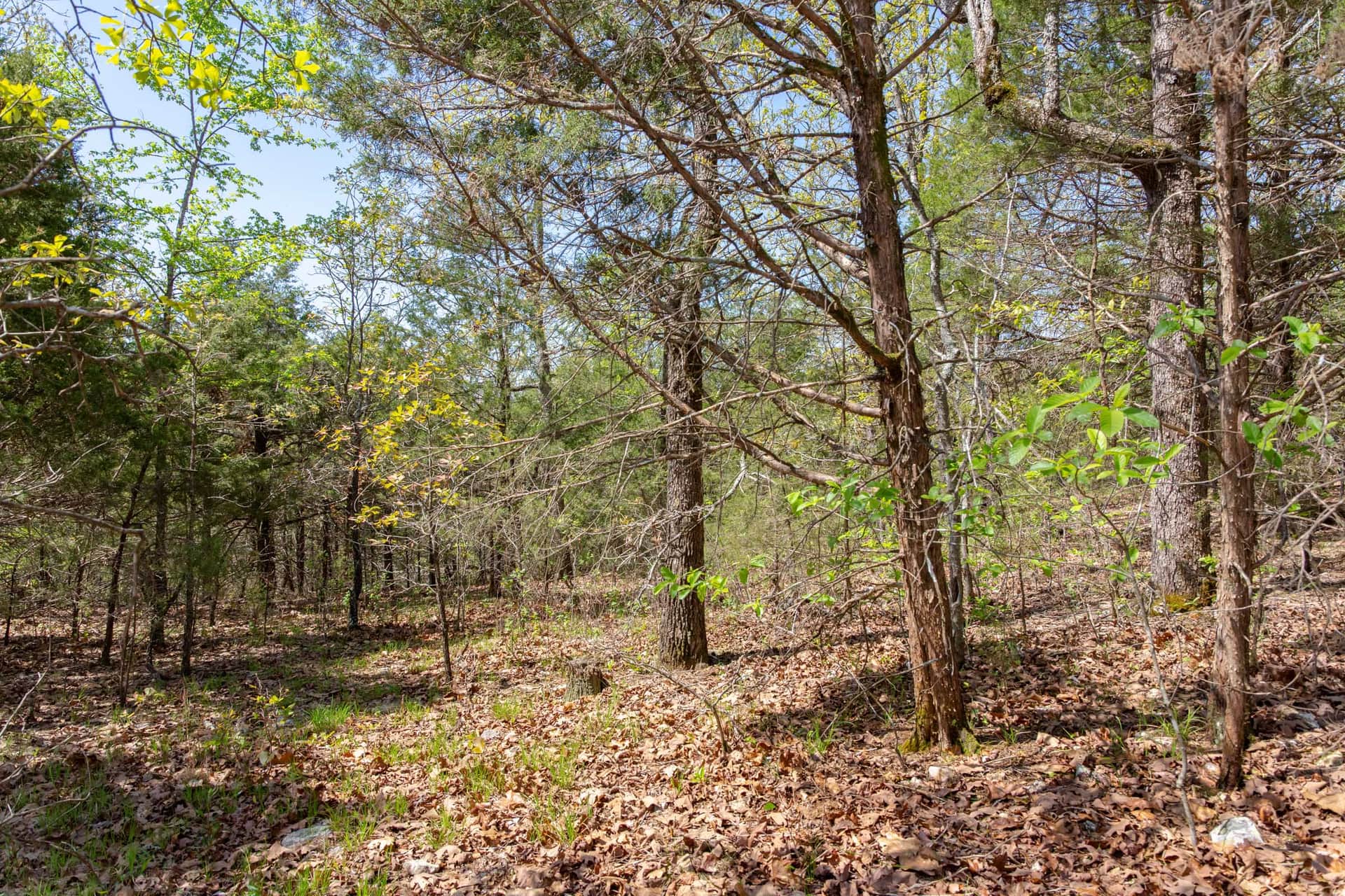 Mixed woodland and leaf litter at Autumnwood, Fulton County, Arkansas