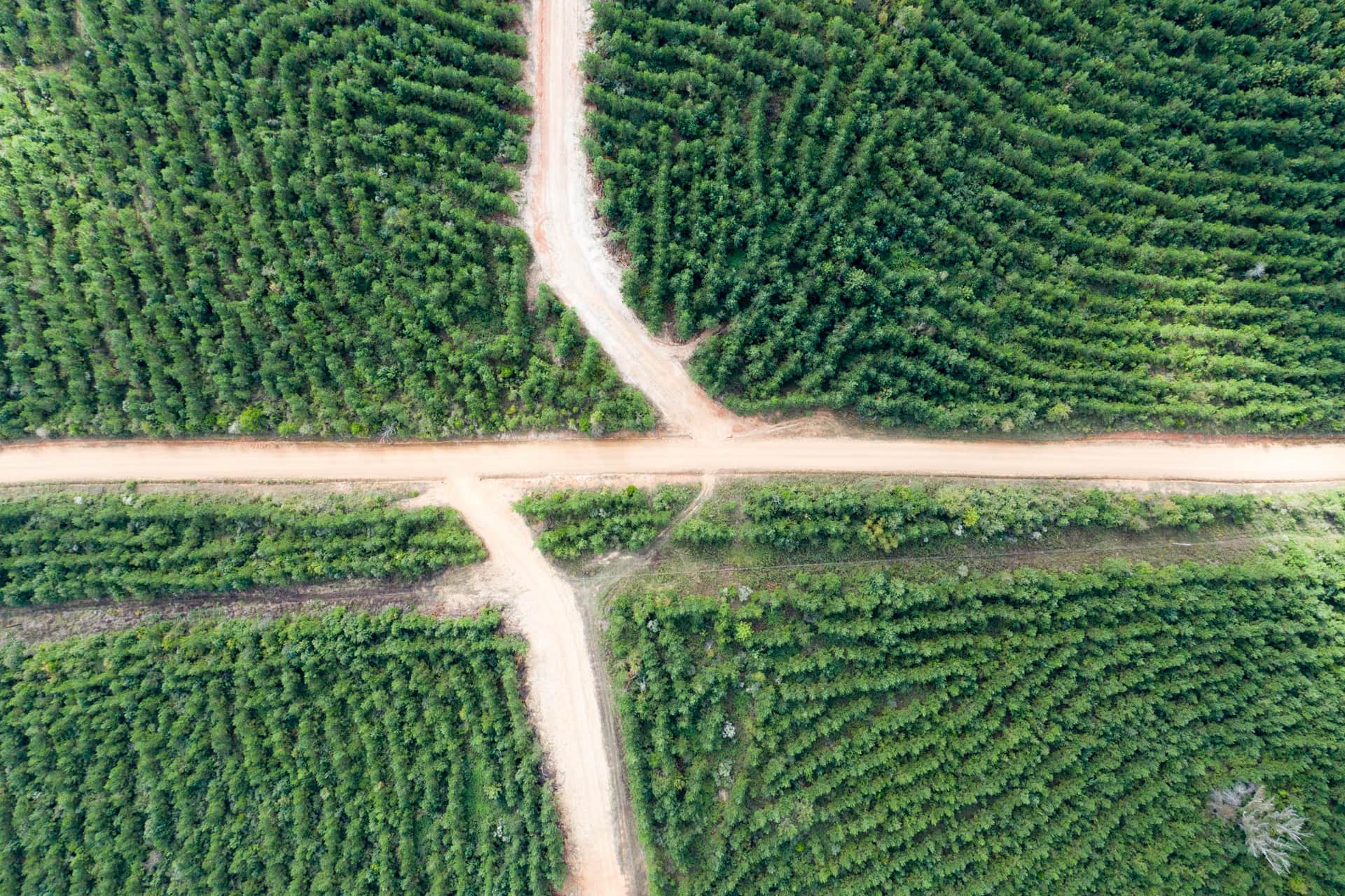 Overhead rows of young trees and road intersection at Brentwood, Attala County, Mississippi