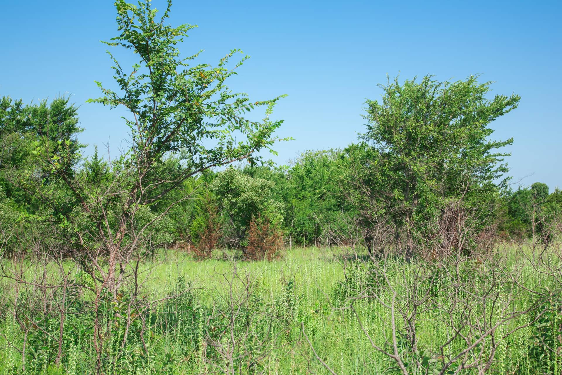 Deep Fork Ranch, 4.97 acres in Okfuskee County, Oklahoma (photo 1 of 28)