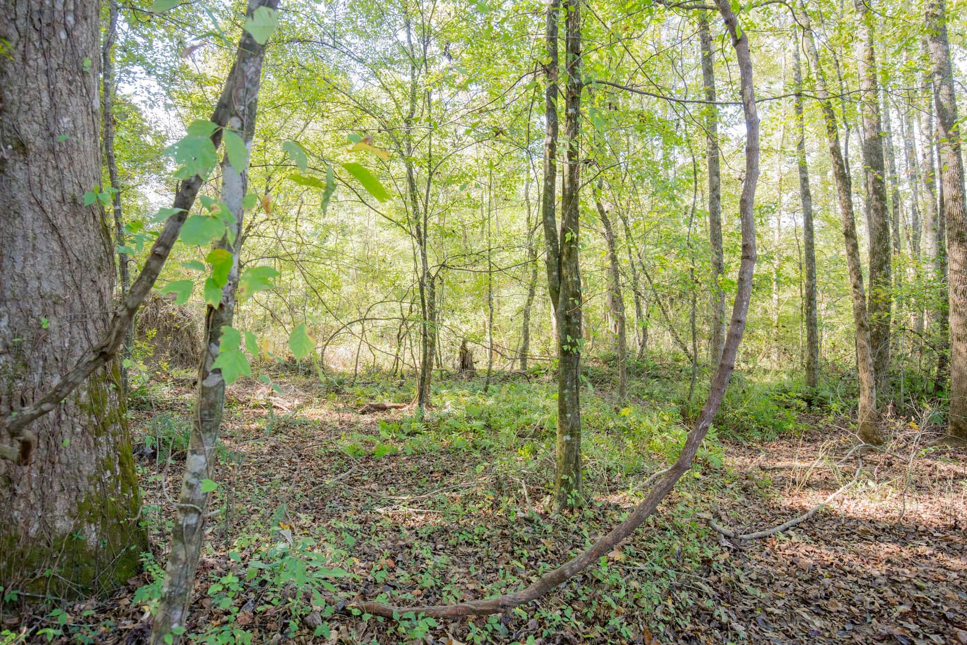 Sky Ranch, Tract 10, 3.18 acres in Attala County, Mississippi (photo 1 of 11)