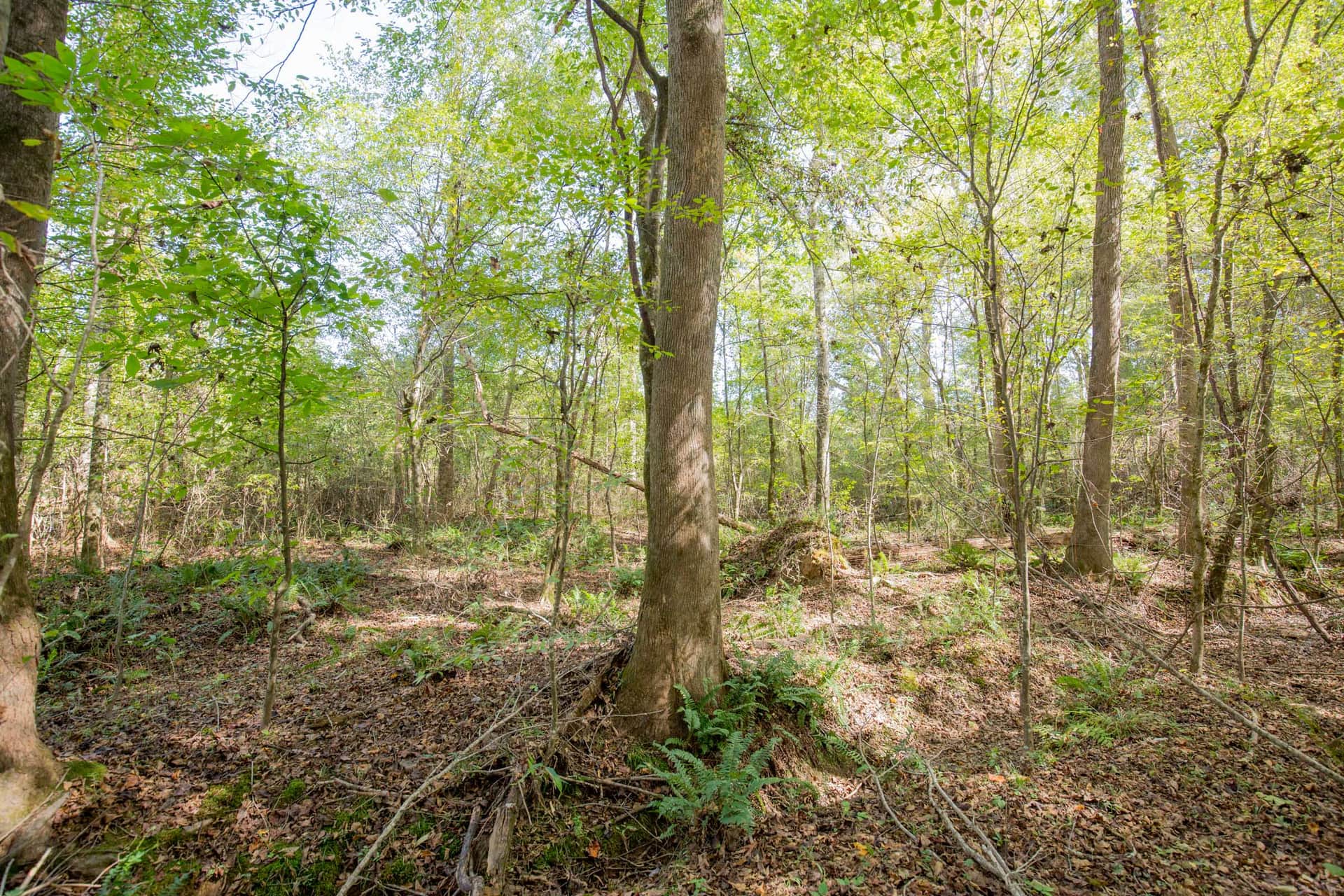 Sky Ranch, Tract 9, 3.37 acres in Attala County, Mississippi (photo 1 of 11)