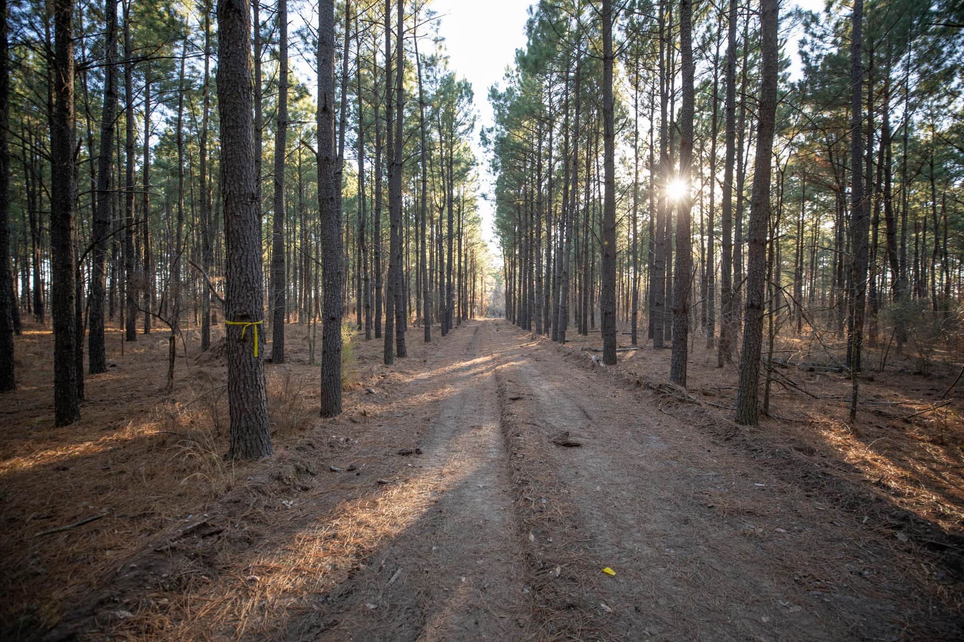 Wishing Star Ranch, 4.99 to 7.68 acres in Red River County, Texas (photo 1 of 31)