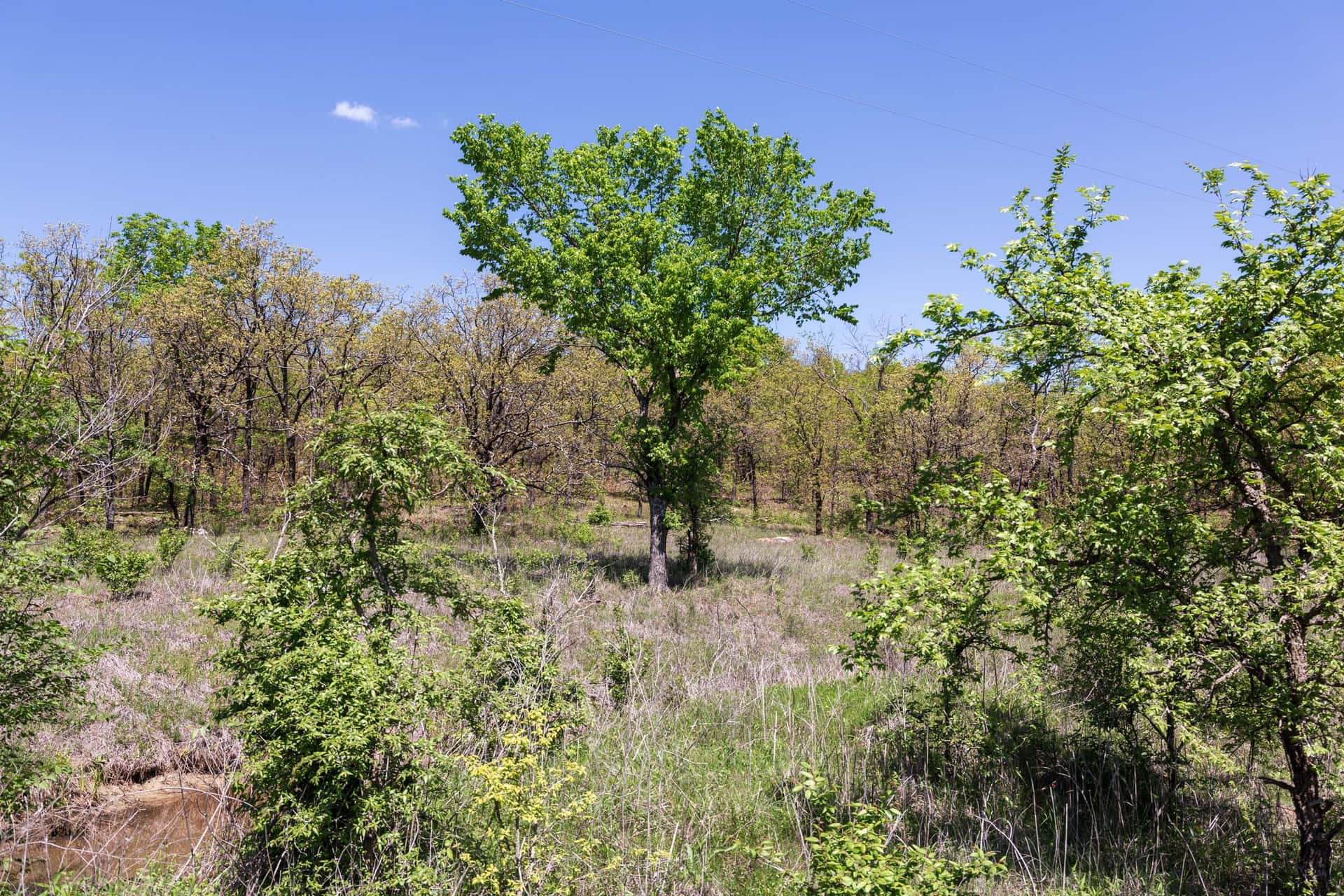 Grassy woodland and overhead lines at Allie’s Acres, Pittsburg County, Oklahoma