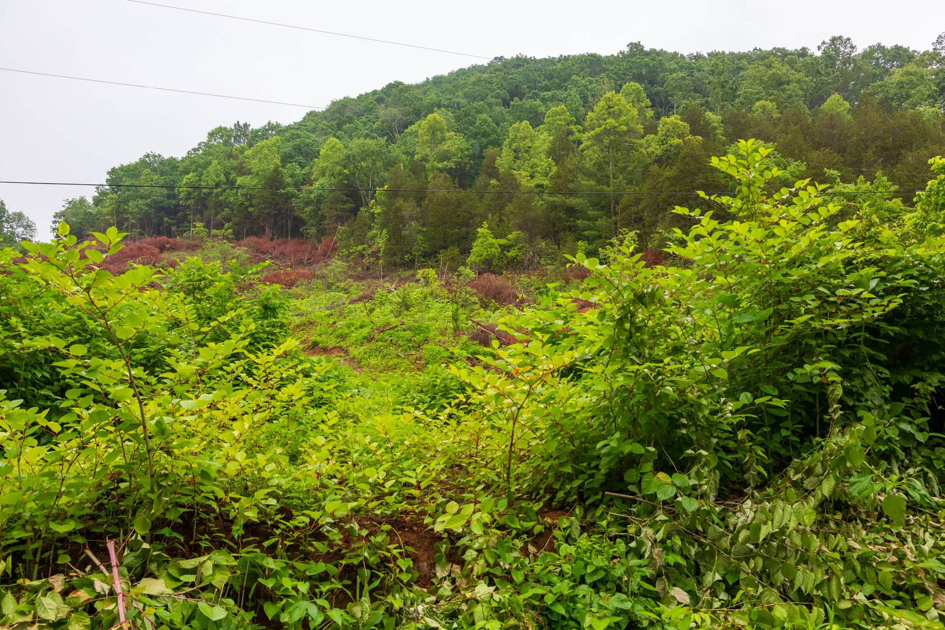Green shrubs below a wooded hillside with overhead wires at Bluffview, Russell County, Virginia
