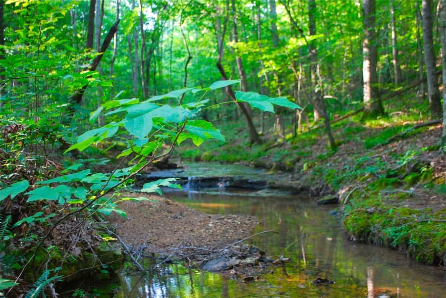 Leafy branch above a shallow wooded stream at Sugartree Falls, Wayne County, Tennessee