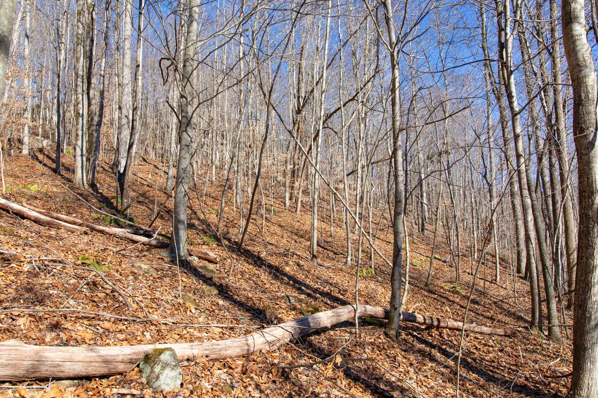 Blackstone Mountain, 8.44 to 34.95 acres in Clay County, Kentucky (photo 1 of 32)