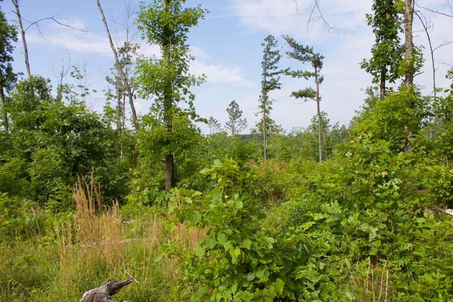 Thunder Mountain Ranch, 10.09 to 10.94 acres in Shannon County, Missouri (photo 1 of 10)