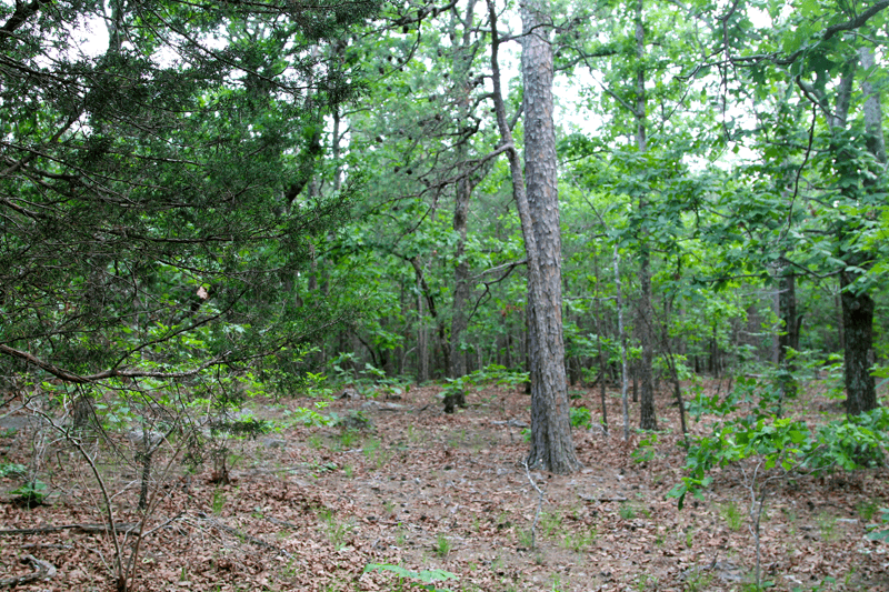 Trophy Ridge, 5.58 to 12.07 acres in Pushmataha County, Oklahoma (photo 1 of 34)