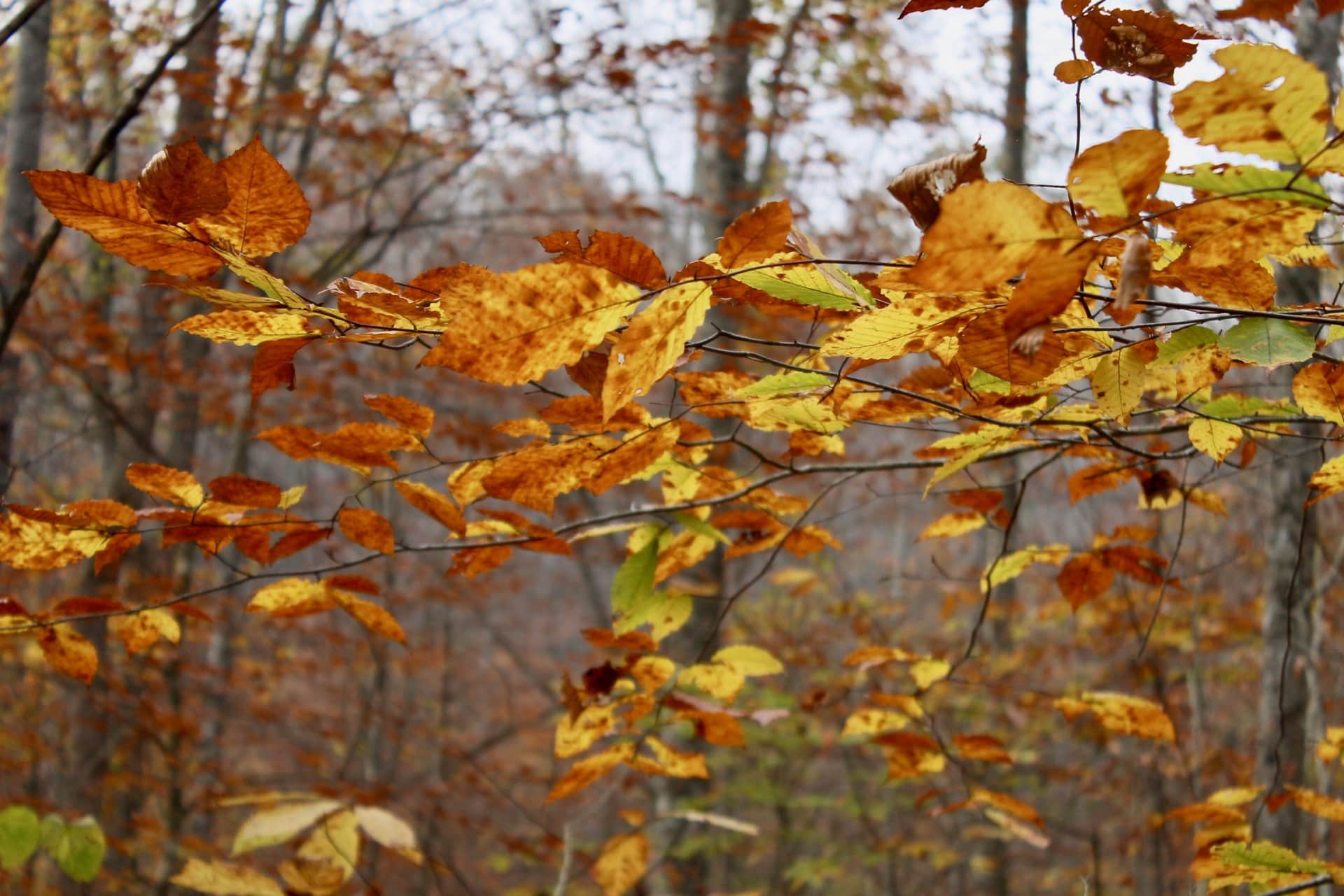 Autumn Ridge, 6.00 to 16.88 acres in Leslie County, Kentucky (photo 1 of 31)
