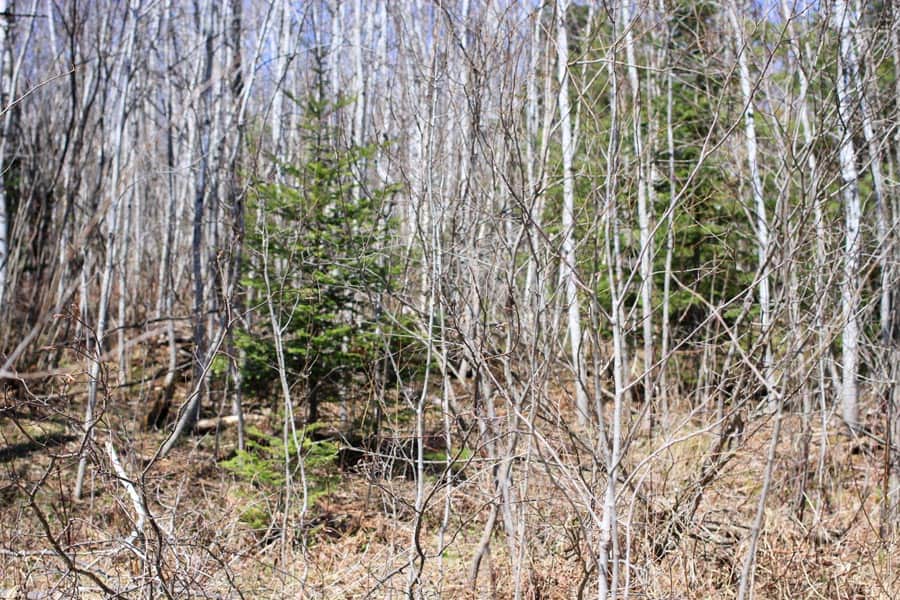 Abby Point, Tract 1, 2.50 acres in Baraga County, Michigan (photo 1 of 11)