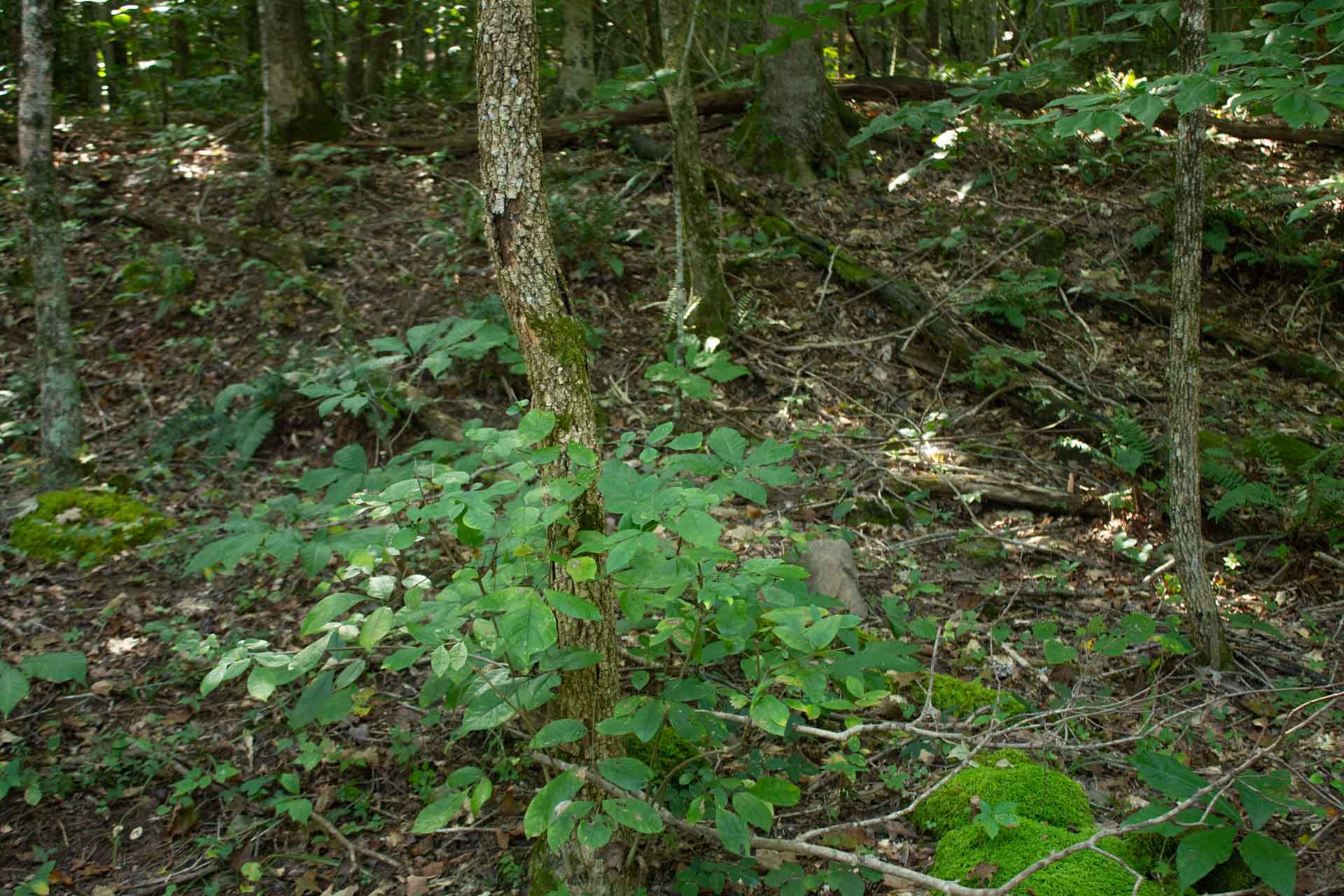 Bluegrass Ridge in Wayne County, Kentucky (photo 1 of 16)