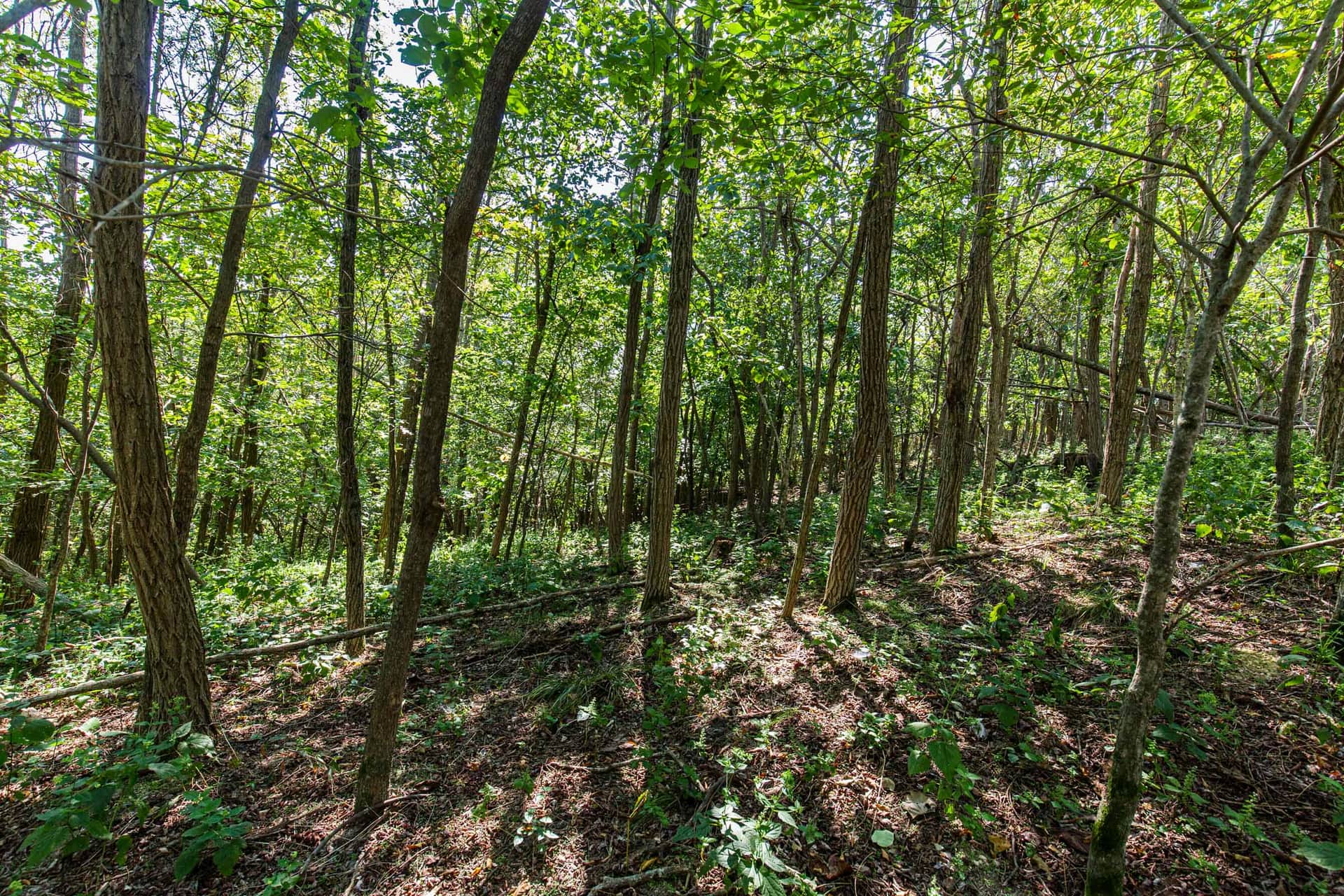 Redemption Ridge, 5.01 to 7.31 acres in Wayne County, Tennessee (photo 1 of 20)