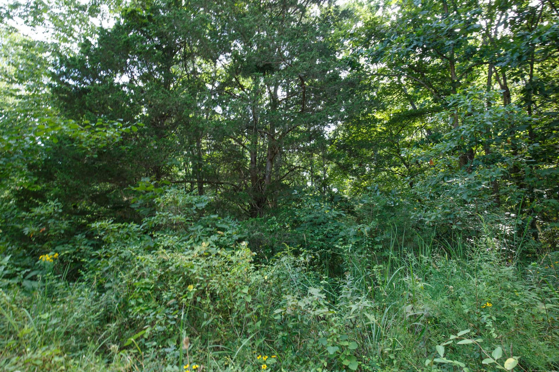 Spring Lake, Plat 6, Tract 50, 0.18 acres in Miller County, Missouri (photo 1 of 6)