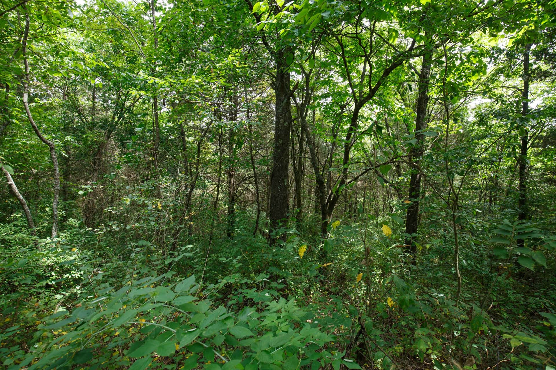 Spring Lake, Plat 1, Tract 30, 0.22 acres in Miller County, Missouri (photo 1 of 5)