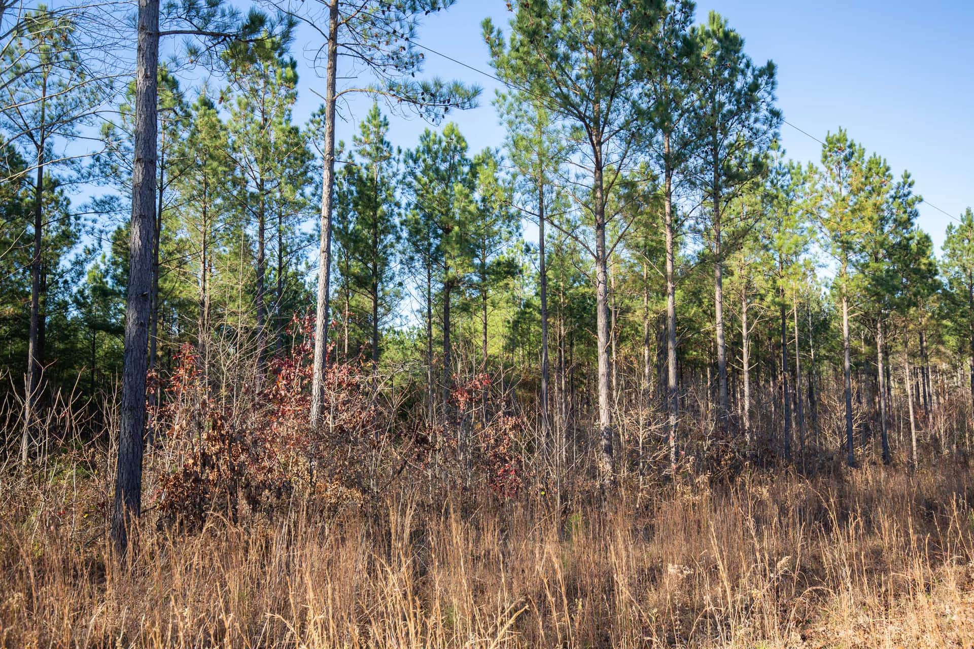 Whetstone Pines in Decatur County, Tennessee (photo 1 of 12)