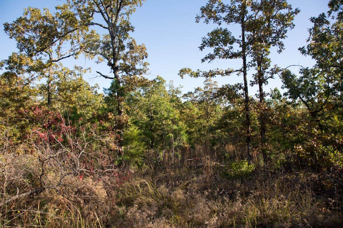Stone Creek, 3.97 to 16.80 acres in Latimer County, Oklahoma (photo 1 of 88)