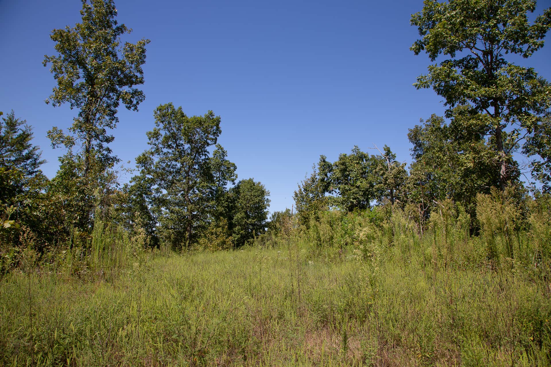 Borgmann’s Hollow, Phase 3, 8.39 to 18.09 acres in Shannon County, Missouri (photo 1 of 15)