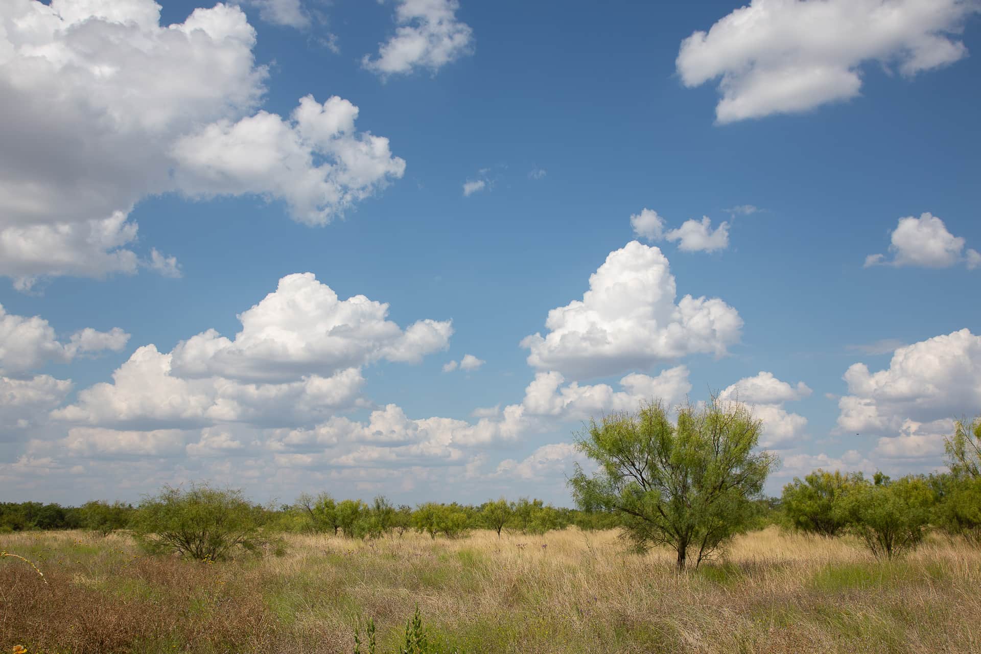 Dry grassy field with scattered small trees under clouds at Hunter’s Ranch, McCulloch County, Texas