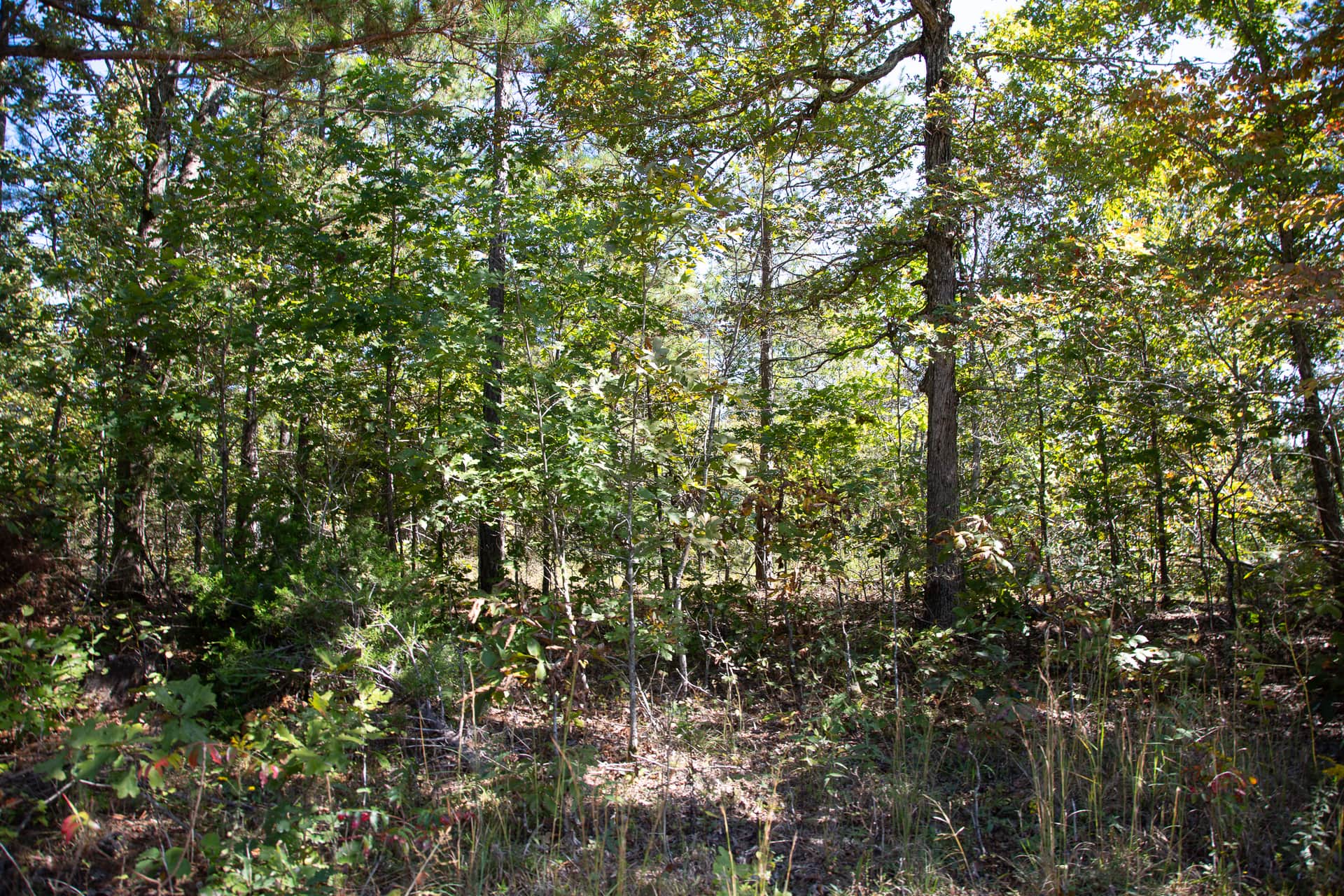 Borgmann's Hollow, Phase 3, Tract 95, 5.02 acres in Shannon County, Missouri (photo 1 of 15)