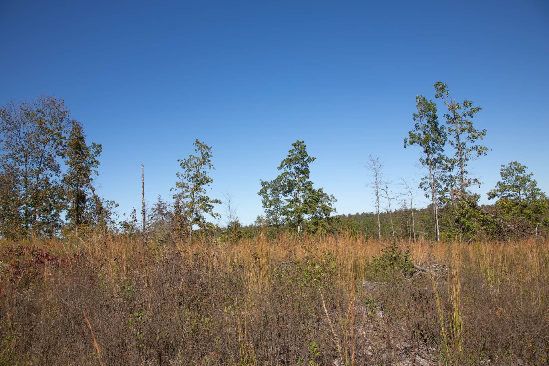 Borgmann’s Hollow, Phase 4, 29.27 acres in Shannon County, Missouri (photo 1 of 17)
