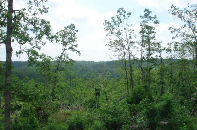 Deer Valley in Dent County, Missouri (photo 1 of 11)