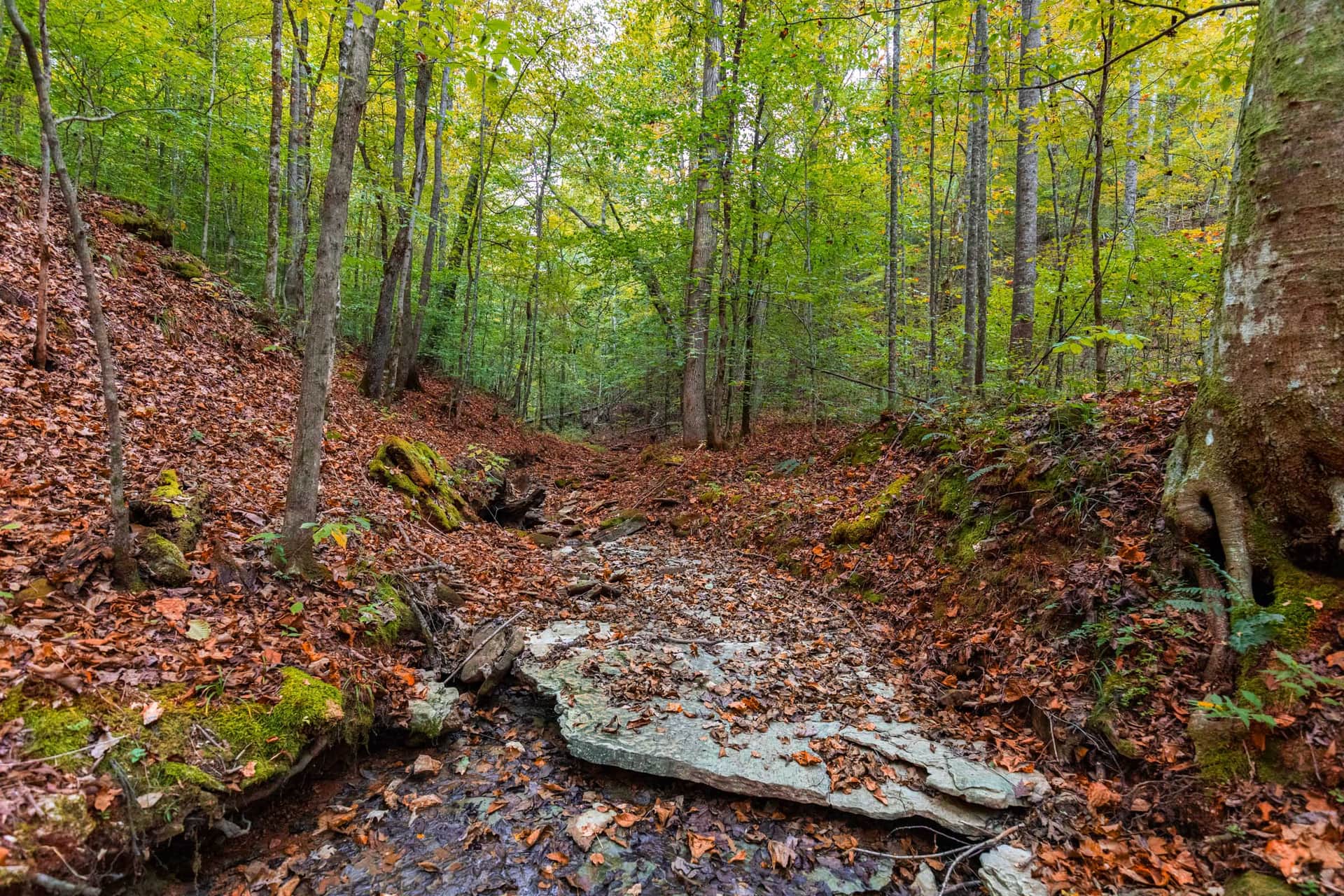 Copper Ridge in Perry County, Tennessee (photo 1 of 18)