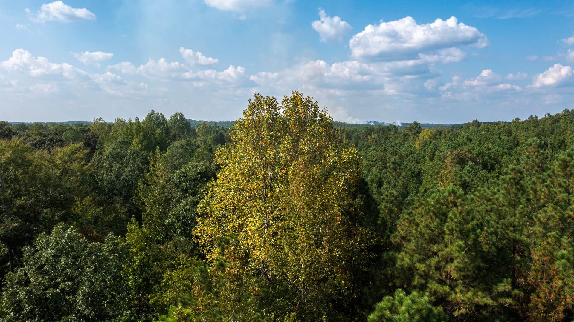 Aerial mixed pine canopy at Willow Grove, Lamar County, Alabama