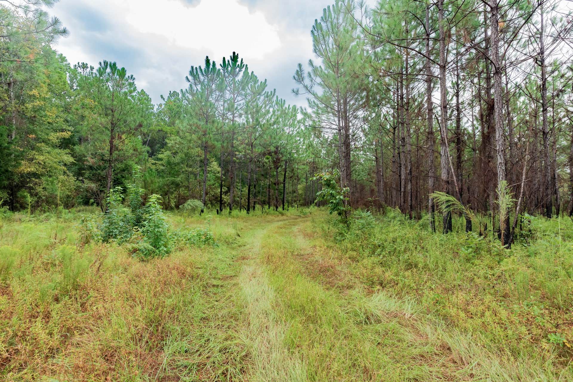 Jackson’s Gap in Barbour County, Alabama (photo 1 of 13)
