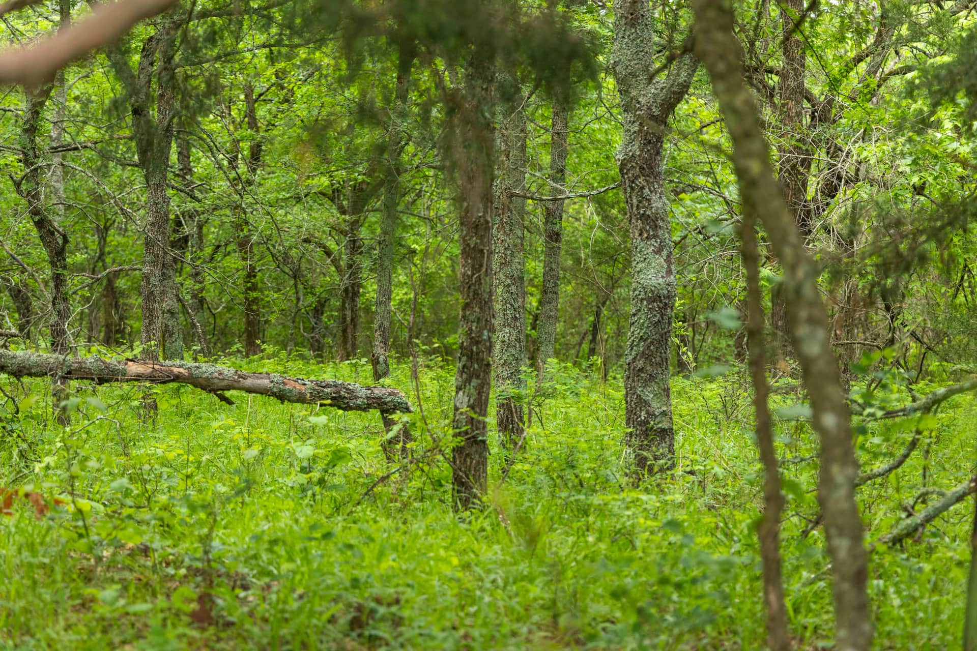 Harmony Hills, Tract 8, 5.27 acres in Pittsburg County, Oklahoma (photo 1 of 17)