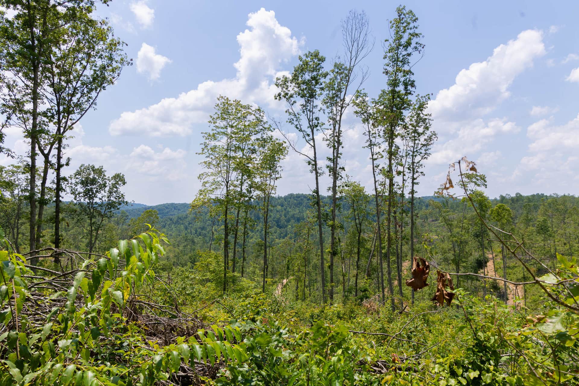 Creek Hollow, 5.47 to 24.59 acres in Rockcastle County, Kentucky (photo 1 of 23)