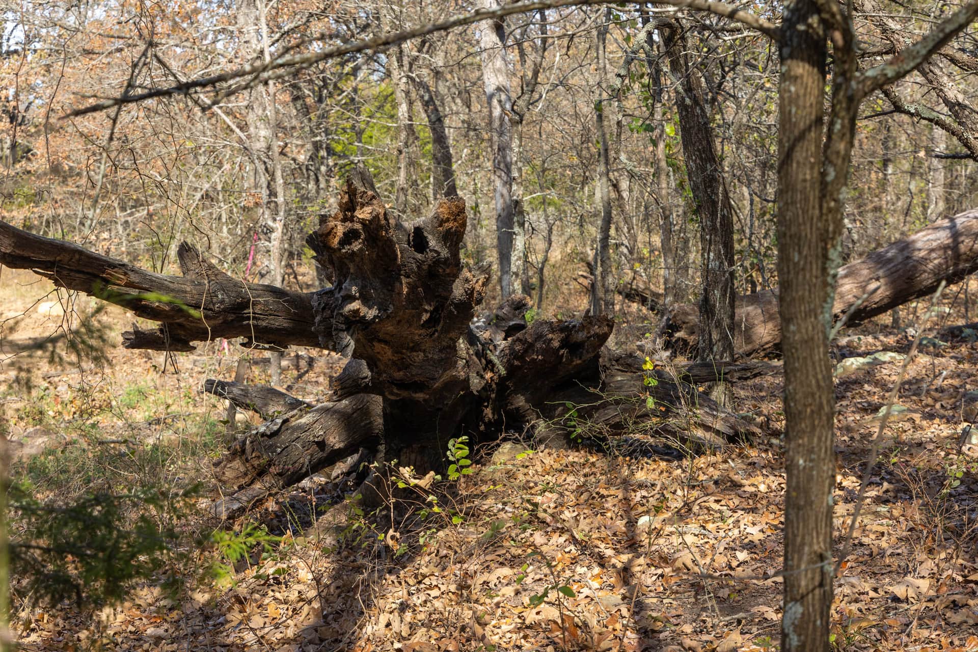 Harmony Hills, Tract 49, 7.95 acres in Pittsburg County, Oklahoma (photo 1 of 10)