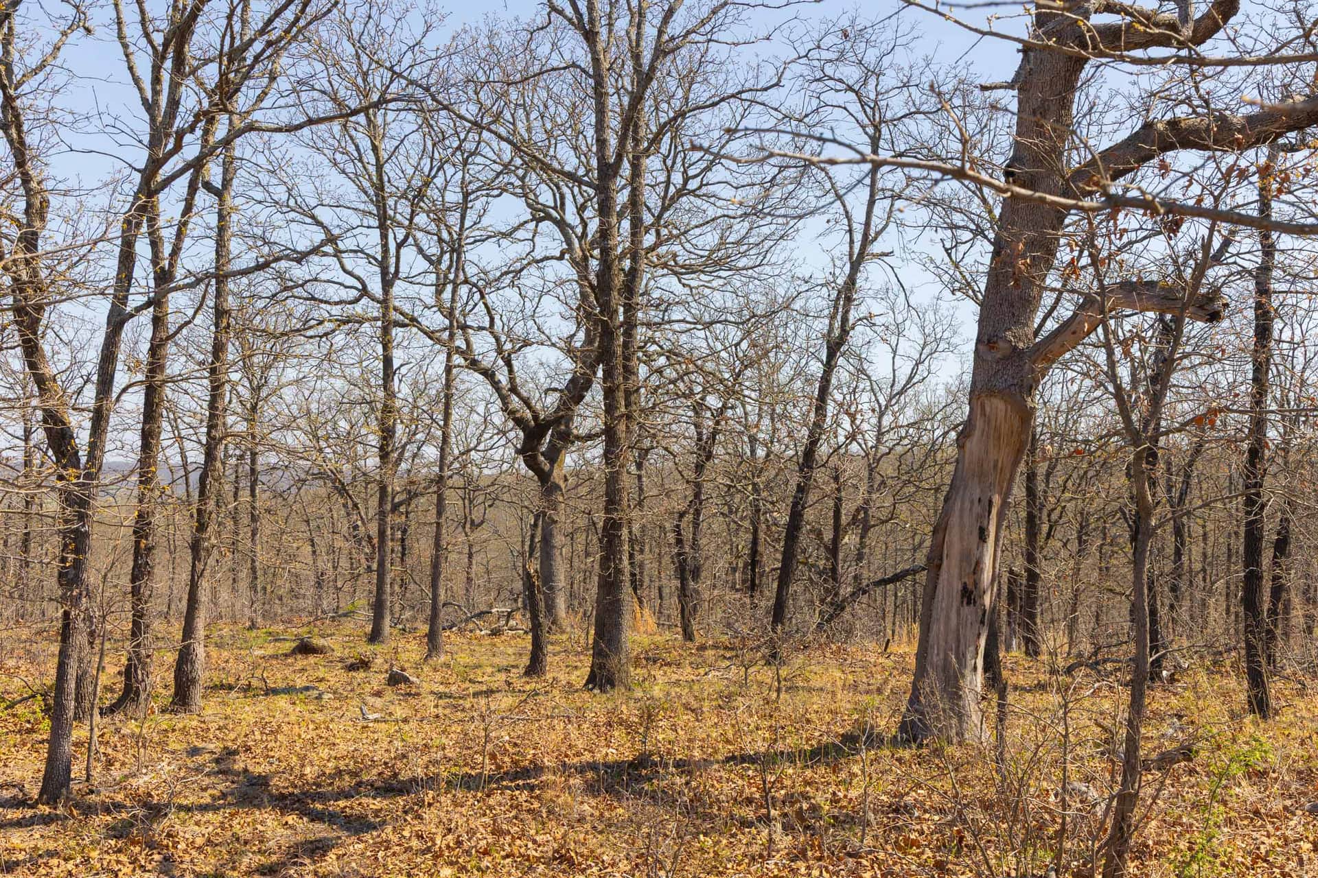 JLH Estates, 3.80 to 7.66 acres in Okfuskee County, Oklahoma (photo 1 of 12)