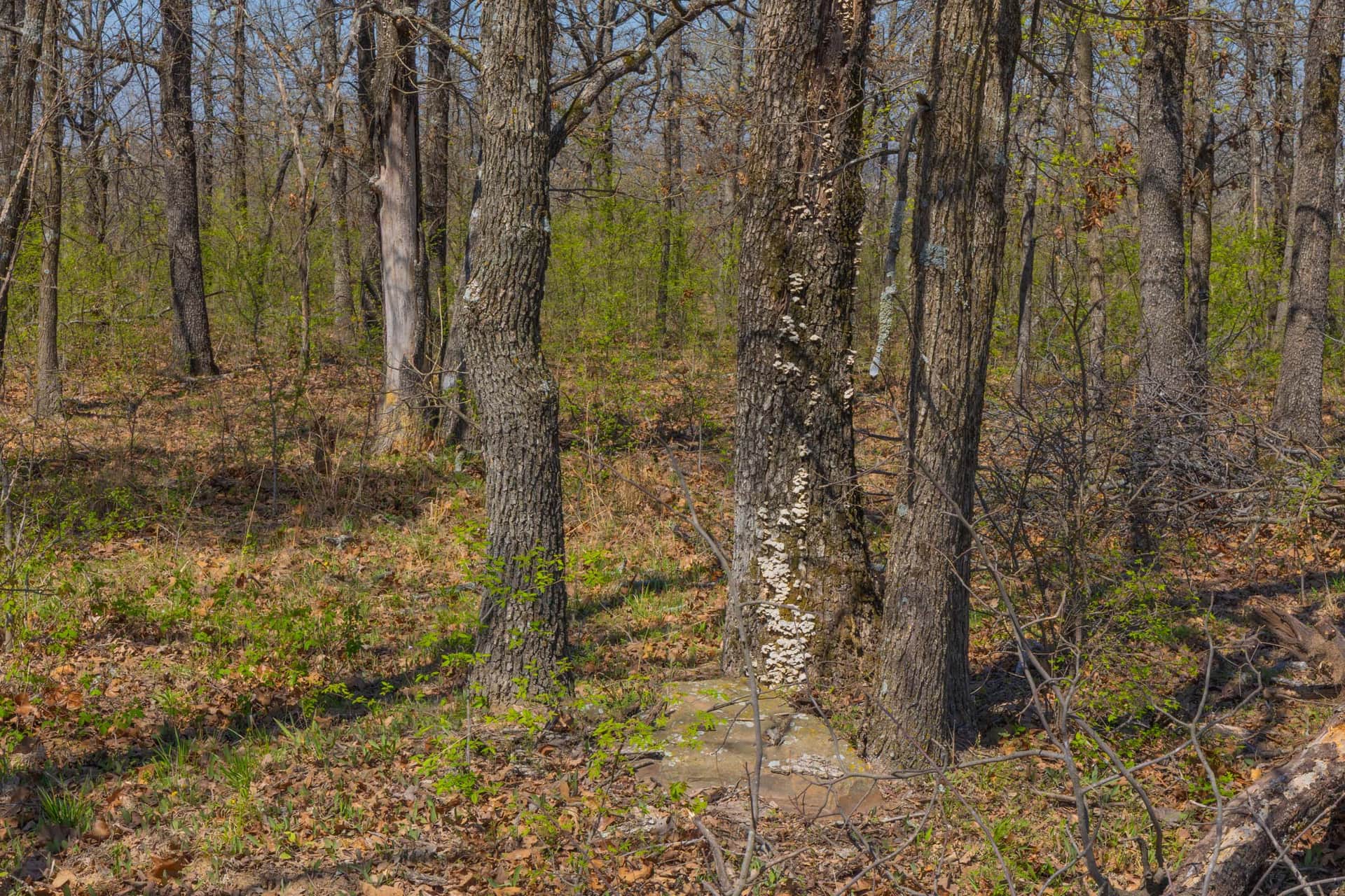 JLH Estates, Tract 16, 6.39 acres in Okfuskee County, Oklahoma (photo 1 of 12)