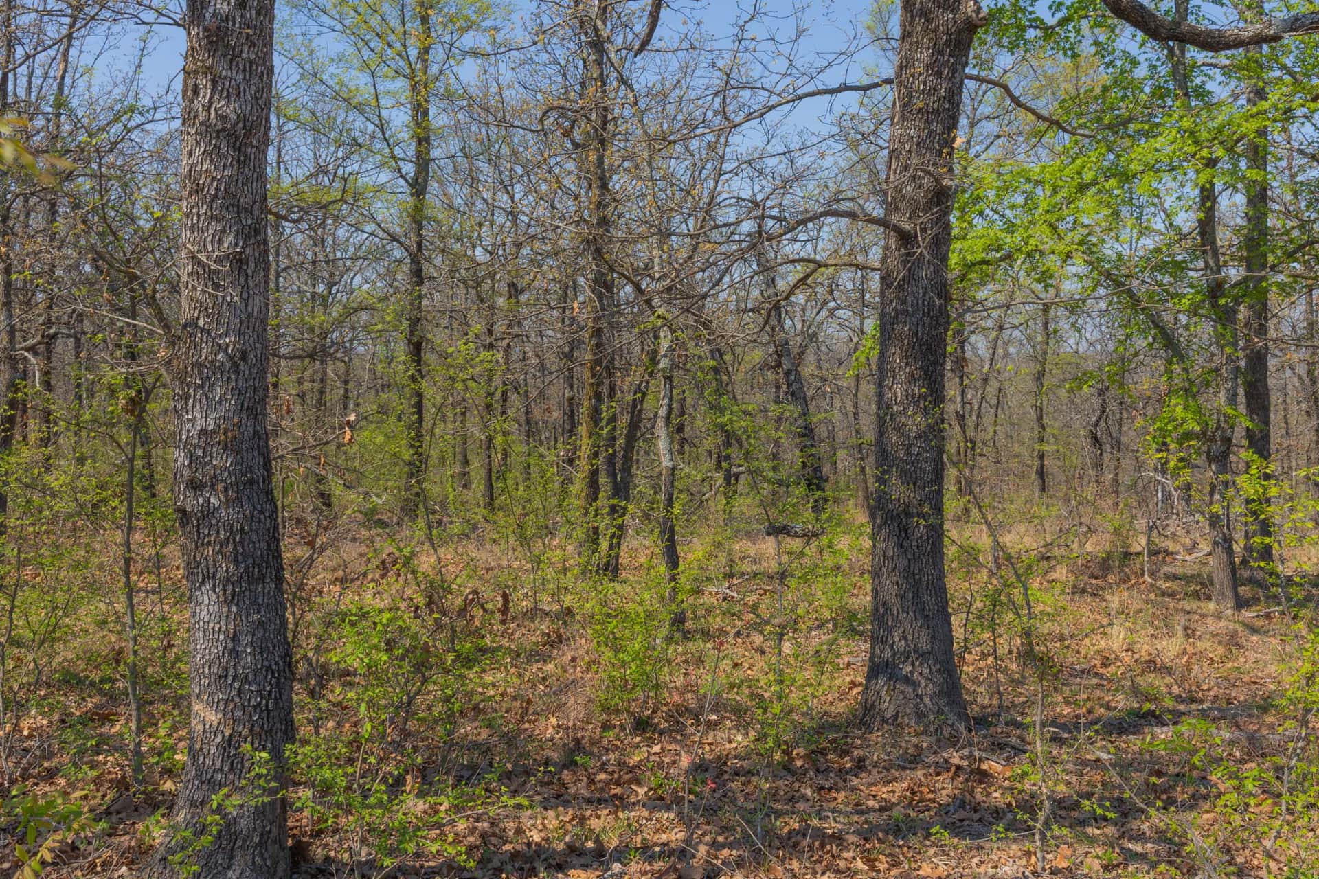 JLH Estates, Tract 17, 7.66 acres in Okfuskee County, Oklahoma (photo 1 of 13)